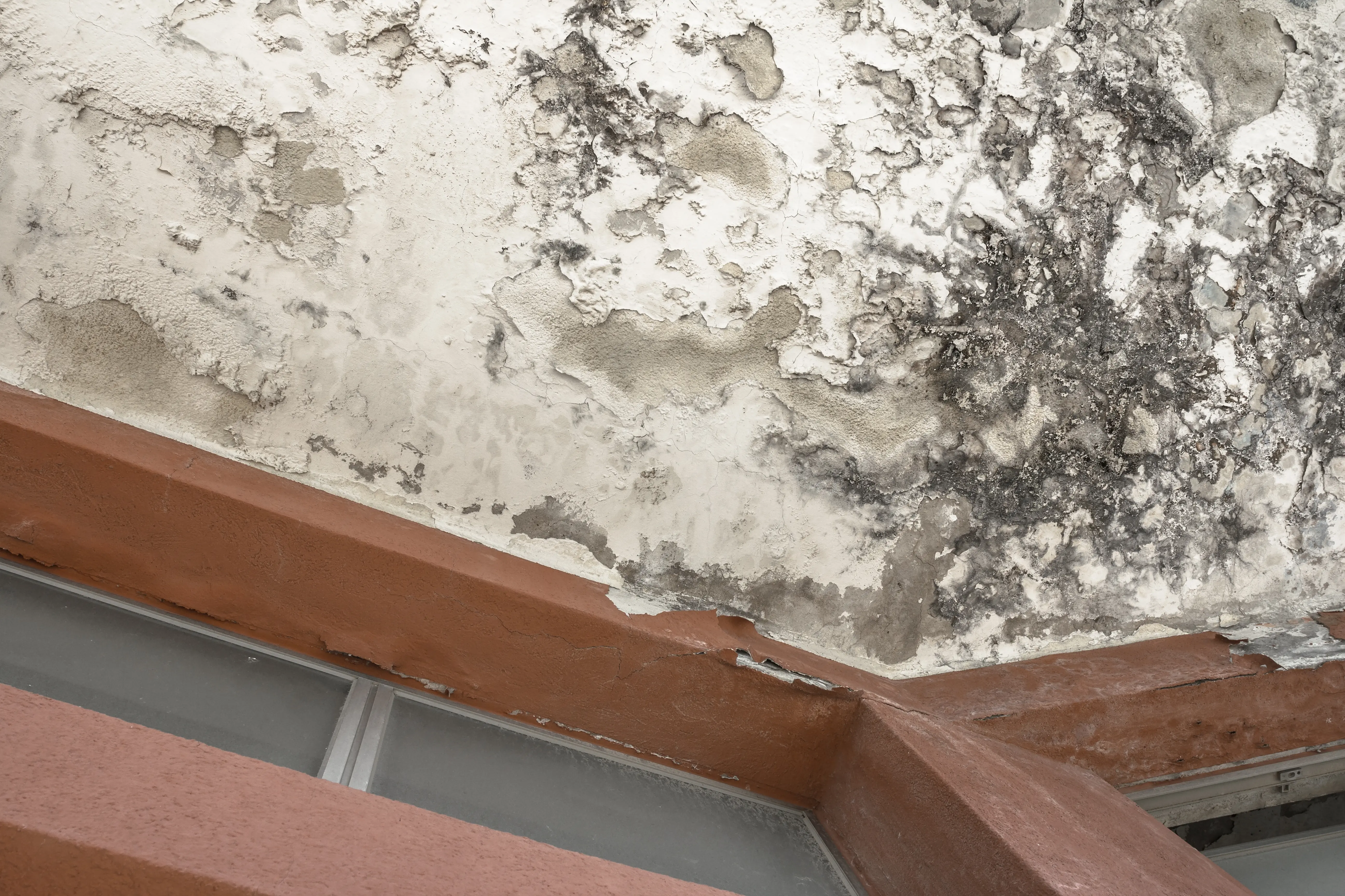 Mold-Damage-Repair--in-Raleigh-North-Carolina-Mold-Damage-Repair-3298776-image