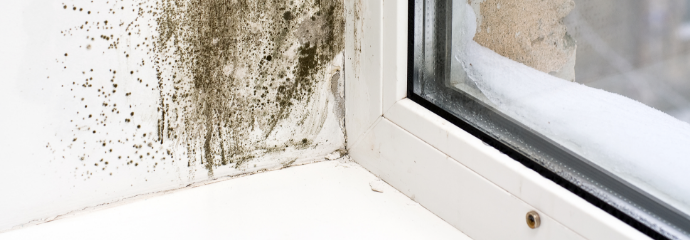 Mold-Remediation--in-Nashville-Tennessee-mold-remediation-nashville-tennessee.jpg-image